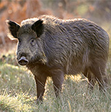 porc-mistret porc-mistret